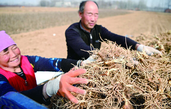 “药材之乡”收药忙（图）