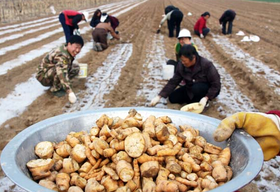 宁县：推广中药材种植力助产业转型