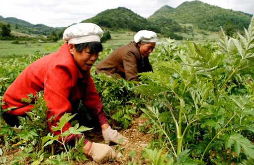 中药材种植：都有哪些中药材除草剂？