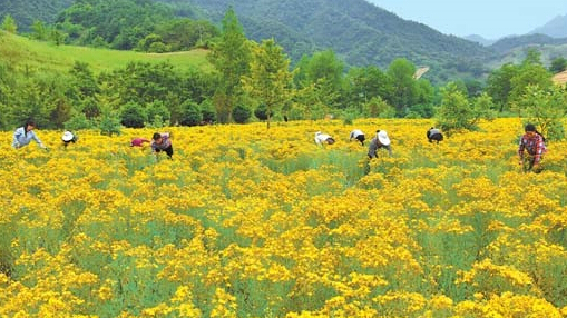 康县大力扶持农民发展中药材产业
