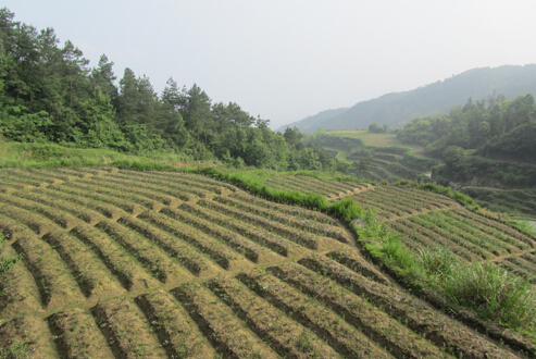 “两条腿”走路 走出产业发展新天地