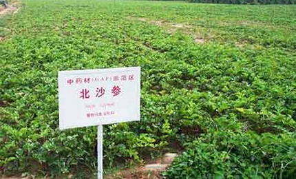 中药材种植助力四川省级扶贫项目