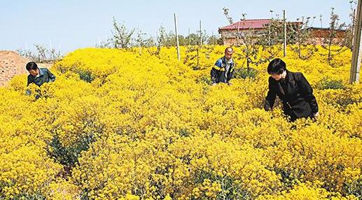 庆城县扶持农民科学种植中药材 增加农民经济收入