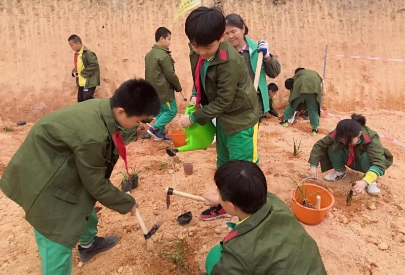 种植麦冬